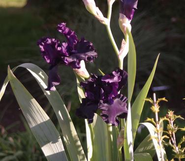 Iris germanica Superstition