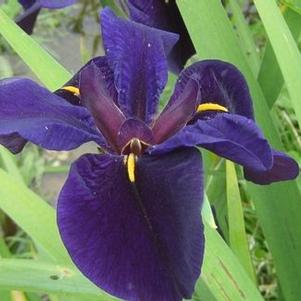 Iris louisiana Black Gamecock