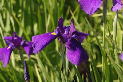 Iris ensata Loyalty