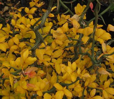 Poncirus trifoliata 'Flying Dragon'