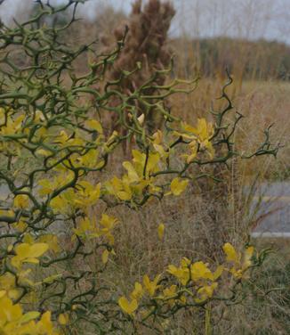 Poncirus trifoliata 'Flying Dragon'