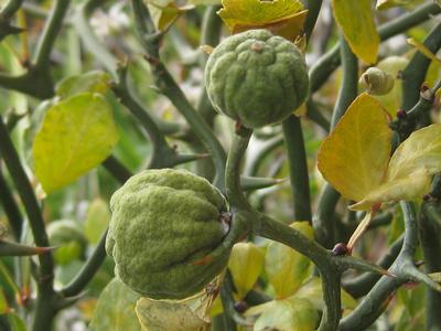 Poncirus trifoliata 'Flying Dragon'