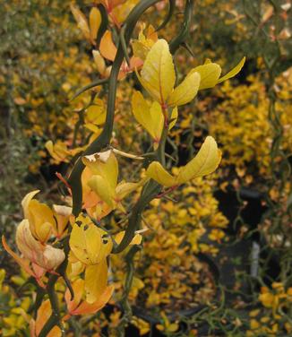 Poncirus trifoliata 'Flying Dragon'