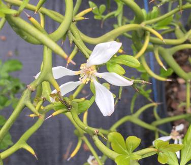 Poncirus trifoliata Flying Dragon