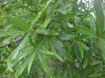 Quercus phellos