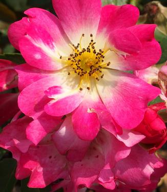 Rosa Pink Drift