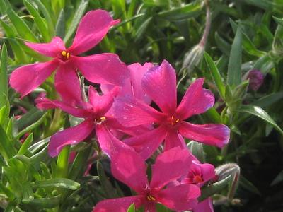 Phlox subulata Red Wings