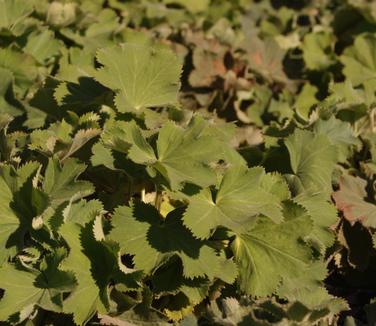 Alchemilla mollis Thriller