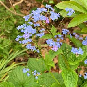 Brunnera macrophylla 