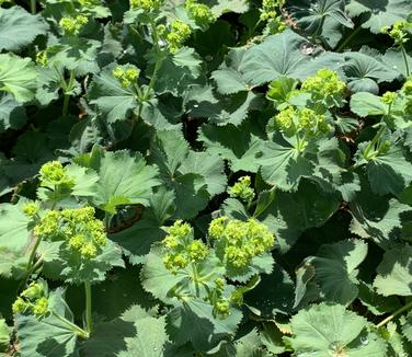 Alchemilla mollis 'Thriller' - Lady's Mantle from Pleasant Run Nursery