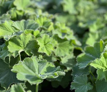 Alchemilla mollis 'Thriller' - Lady's Mantle from Pleasant Run Nursery