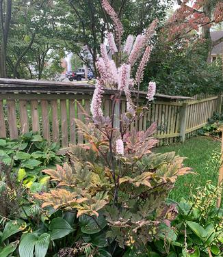 Actaea x 'Chocoholic' - Bugbane - mid-fall