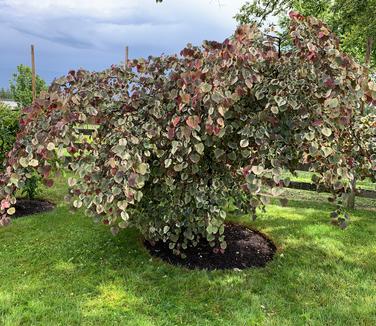 Cercis canadensis Carolina Sweetheart