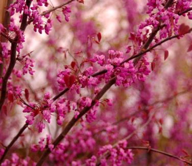 Cercis canadensis Carolina Sweetheart