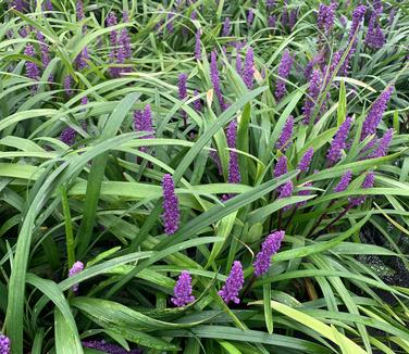 Liriope muscari Royal Purple