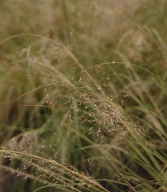 Muhlenbergia reverchonii Undaunted