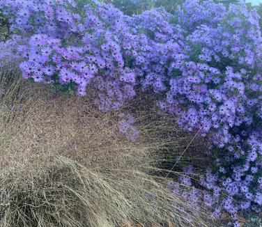 Muhlenbergia reverchonii Undaunted - Ruby Muhly Grass from Pleasant Run Nursery