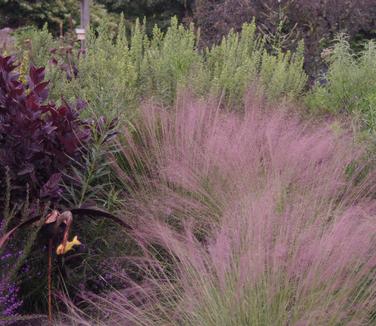 Muhlenbergia reverchonii Undaunted