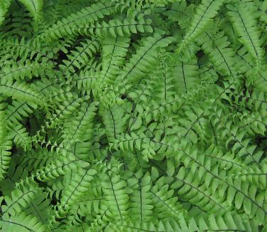 Adiantum pedatum