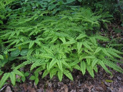 Adiantum pedatum