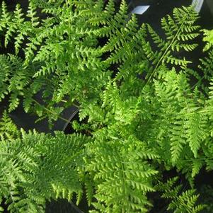 Athyrium filix-femina 