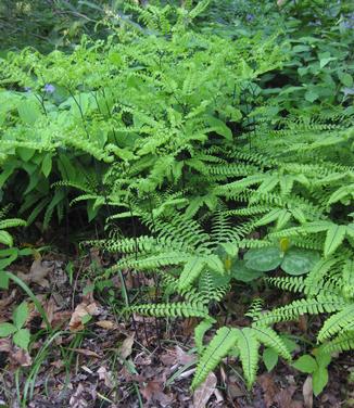 Adiantum pedatum