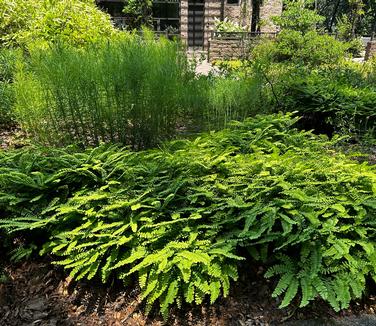 Adiantum pedatum - Maidenhair Fern from Pleasant Run Nursery