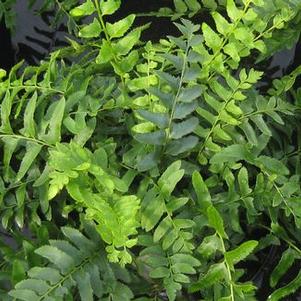 Polystichum acrostichoides 