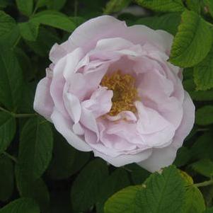 Rosa rugosa Snow Pavement