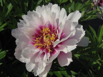 Paeonia x Itoh Cora Louise