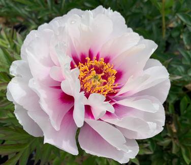 Paeonia x Itoh 'Cora Louise' - Itoh Peony from Pleasant Run Nursery