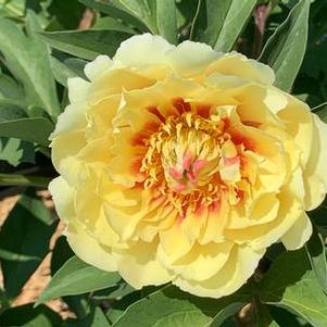 Paeonia x Itoh Border Charm