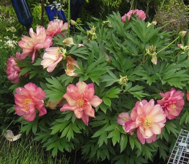 Paeonia x Itoh Julia Rose