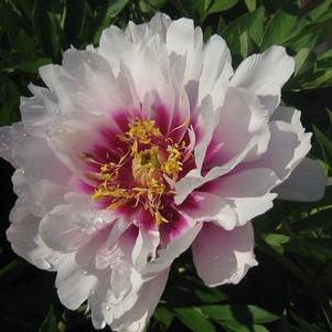 Paeonia x Itoh Cora Louise