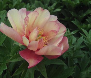 Paeonia x Itoh Julia Rose