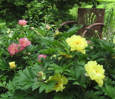 Paeonia x Itoh Julia Rose (on left)