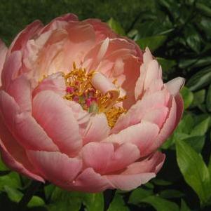 Paeonia Coral Charm