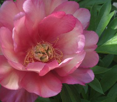 Paeonia x Itoh Julia Rose