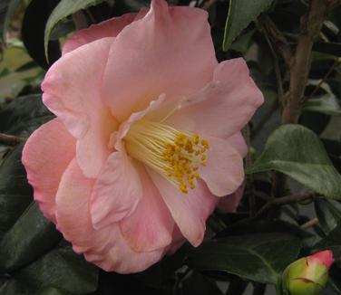 Camellia x April Remembered