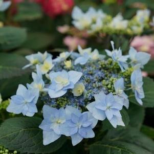 Hydrangea serrata Tuff Stuff Ah-Ha®