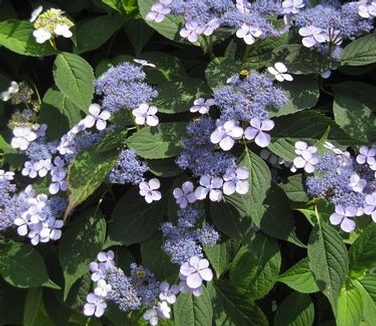 Hydrangea serrata Blue Bird