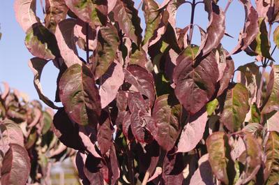 Cornus florida Cherokee Brave