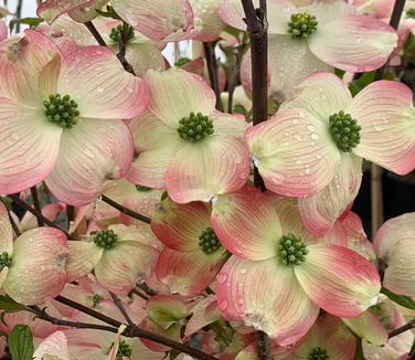 Cornus florida 'Cherokee Brave™' - Flowering Dogwood from Pleasant Run Nursery