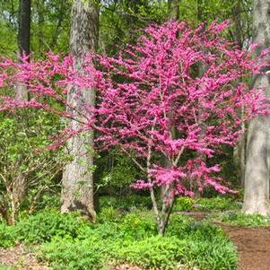 Cercis canadensis Appalachia