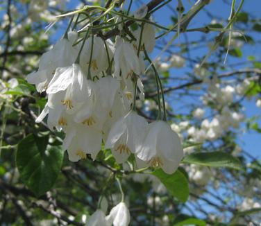 Halesia diptera var. magniflora