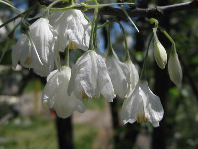 Halesia diptera var. magniflora