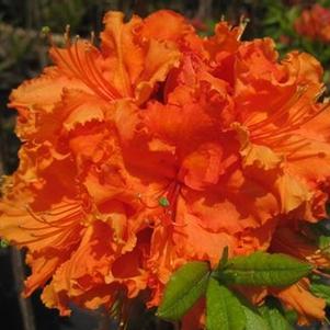 Rhododendron Gibraltar