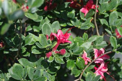 Rhododendron viscosum Millennium