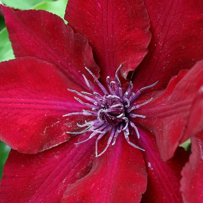 Count on Clematis