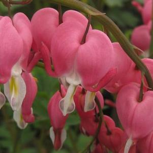 Dicentra spectabilis 